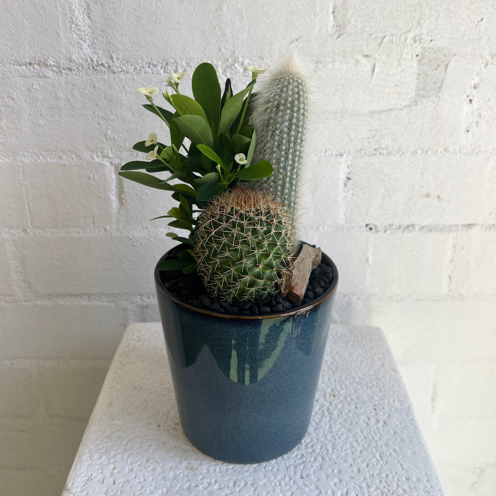 A lovely dark blue ceramic pot with 3 different cactus varieties.