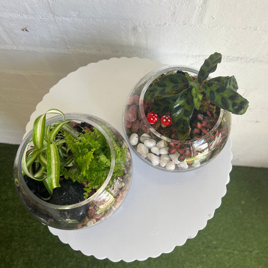 15cm indoor plant terrarium