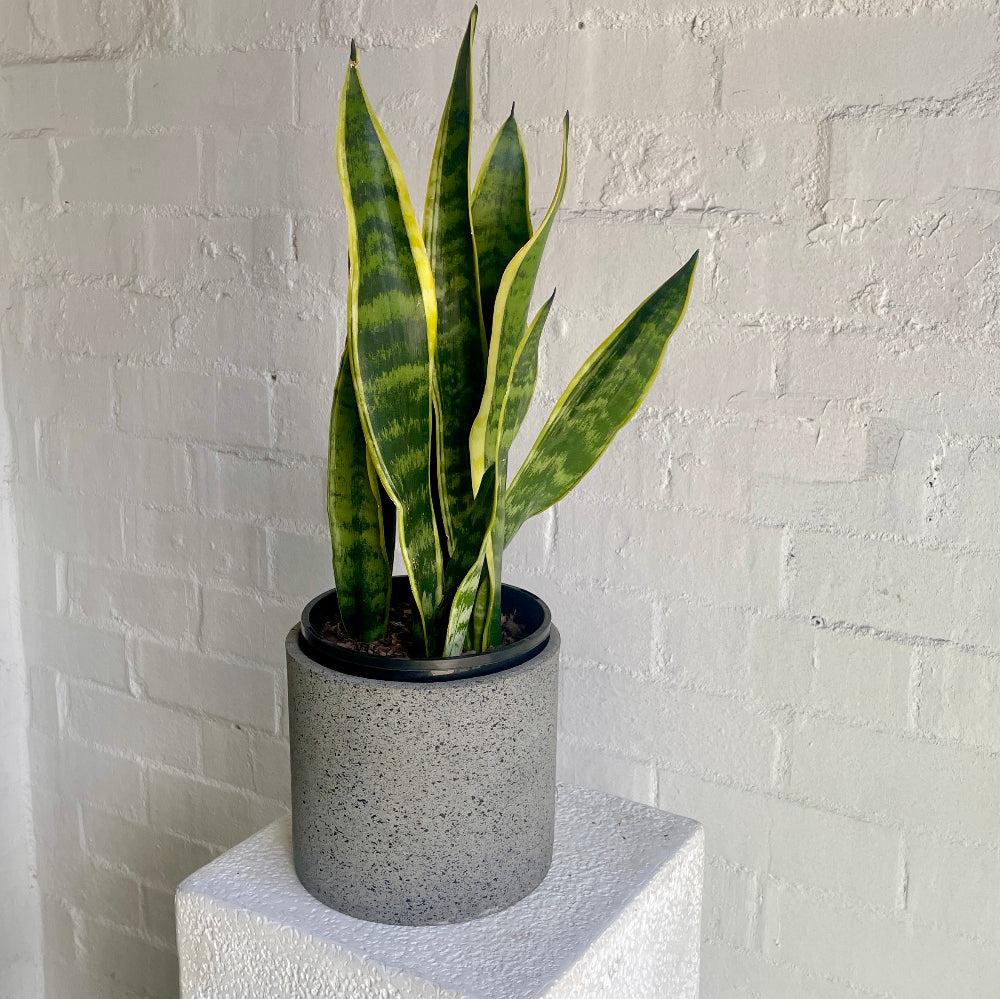 Mother-in-law's Tongue in grey ceramic pot