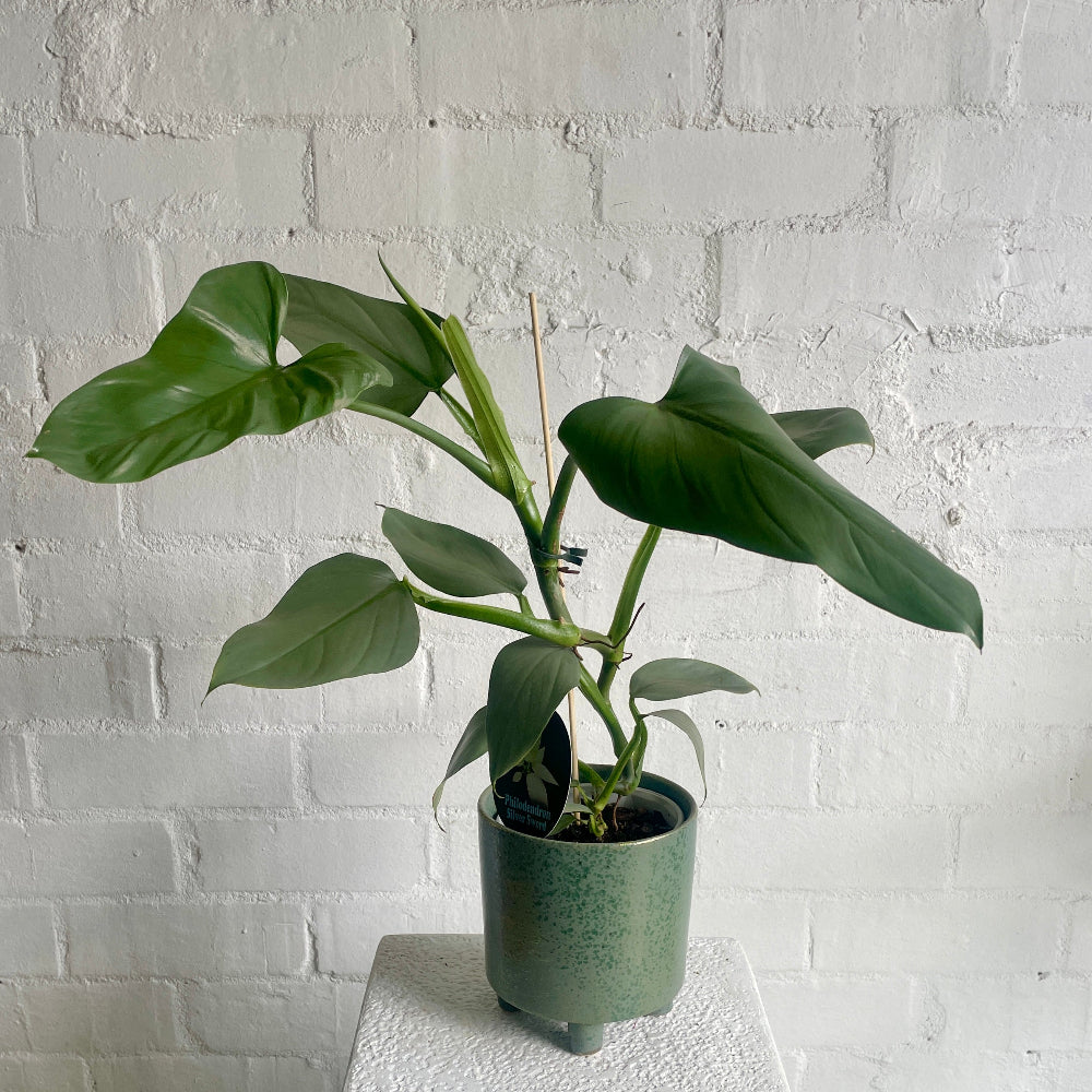 Philodendron Silver sword in a green ceramic planter