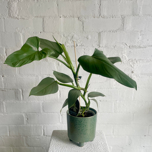 Philodendron Silver sword in a green ceramic planter