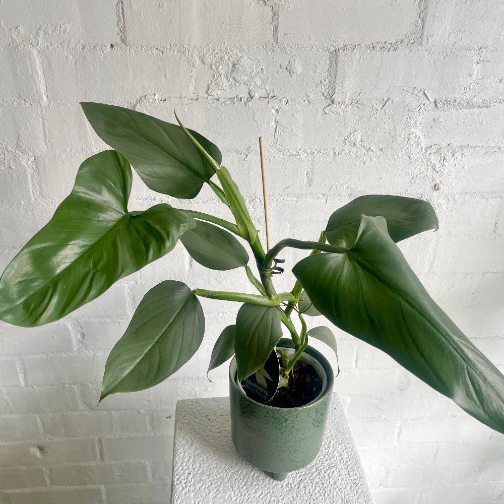 Lush philodendron silver sword plant