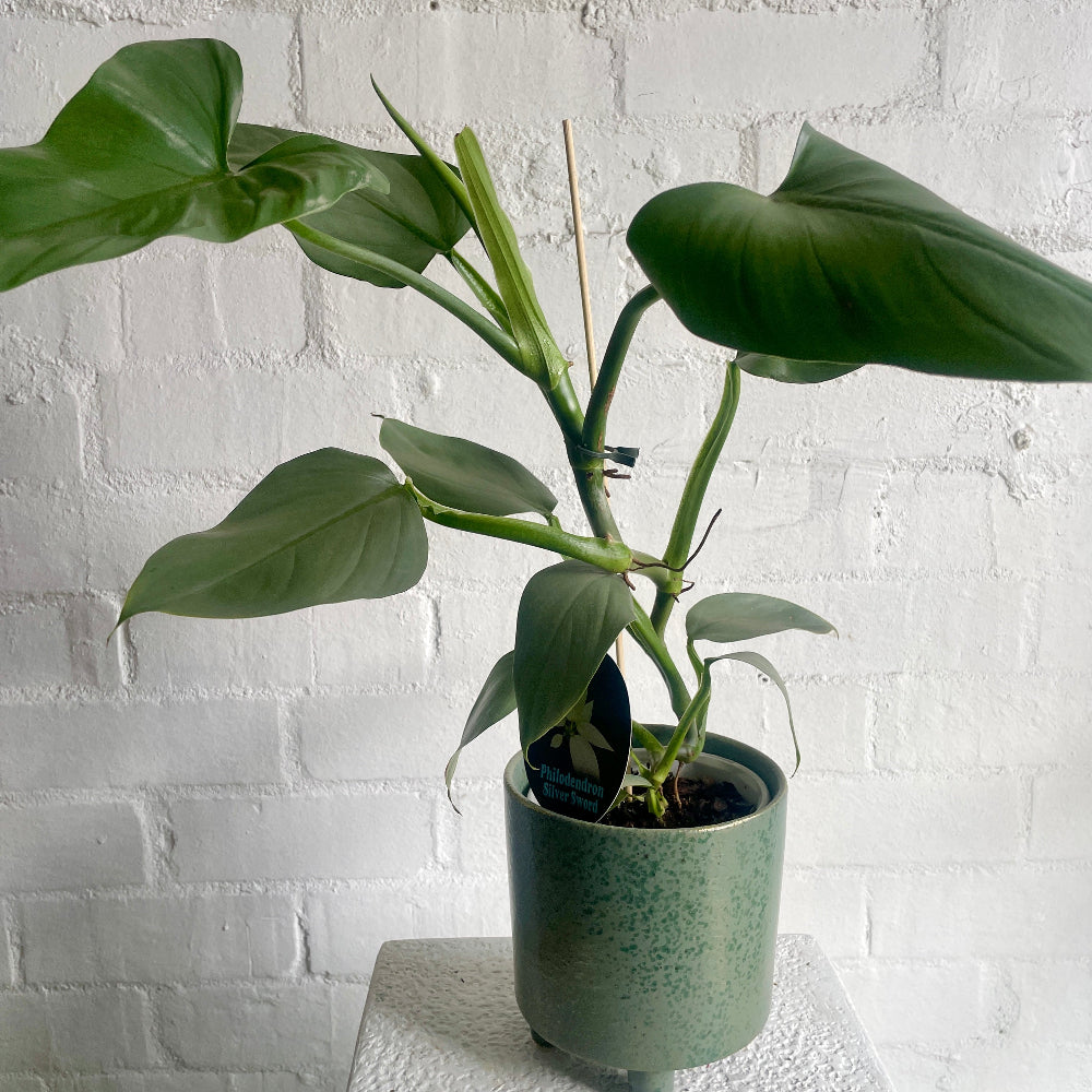 Beautiful Philodendron house plant