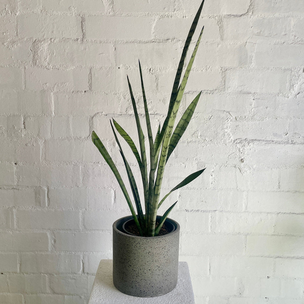 Sansevieria silver princess in a grey ceramic planter