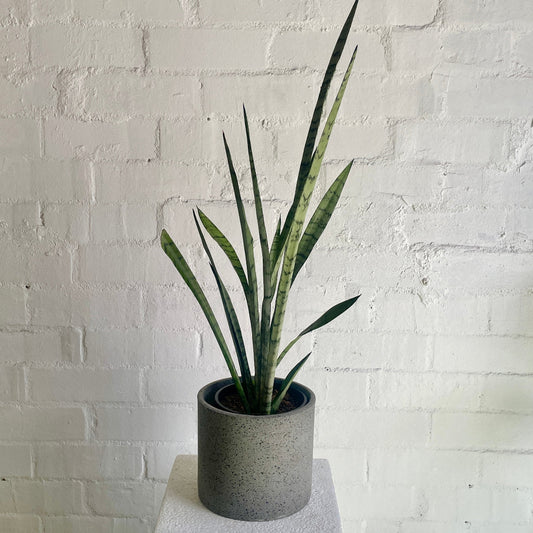Sansevieria silver princess in a grey ceramic planter