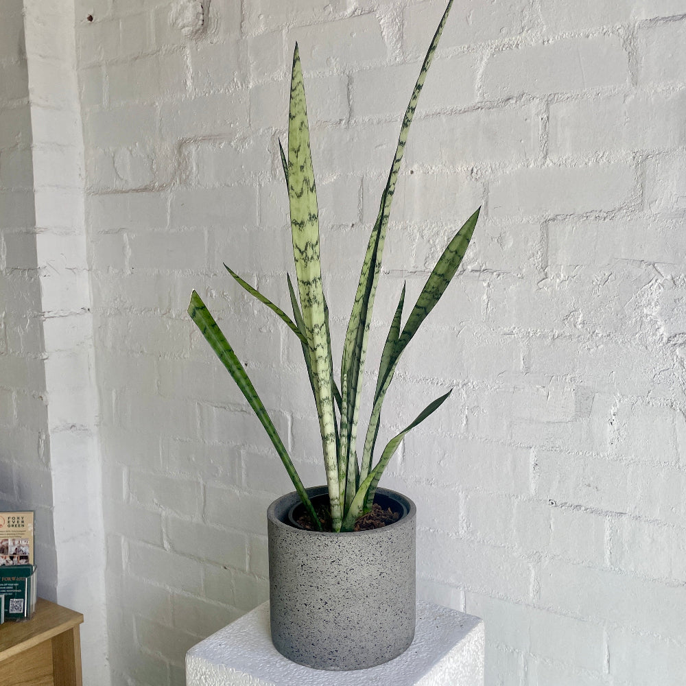 sansevieria indoor plant in a grey ceramic