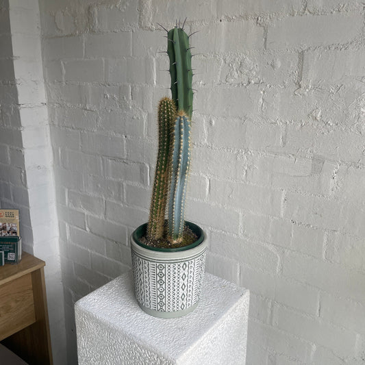 three spikey cactus in a textured ceramic