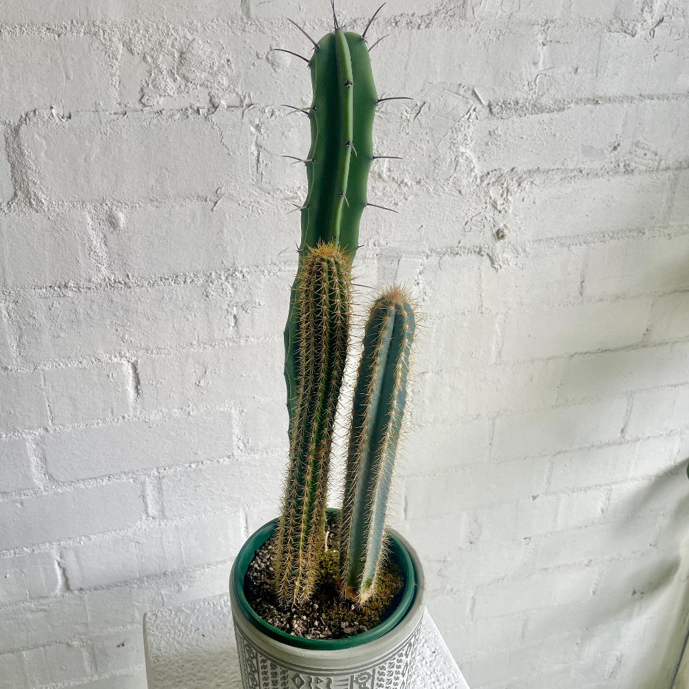 three cactus in a green planter