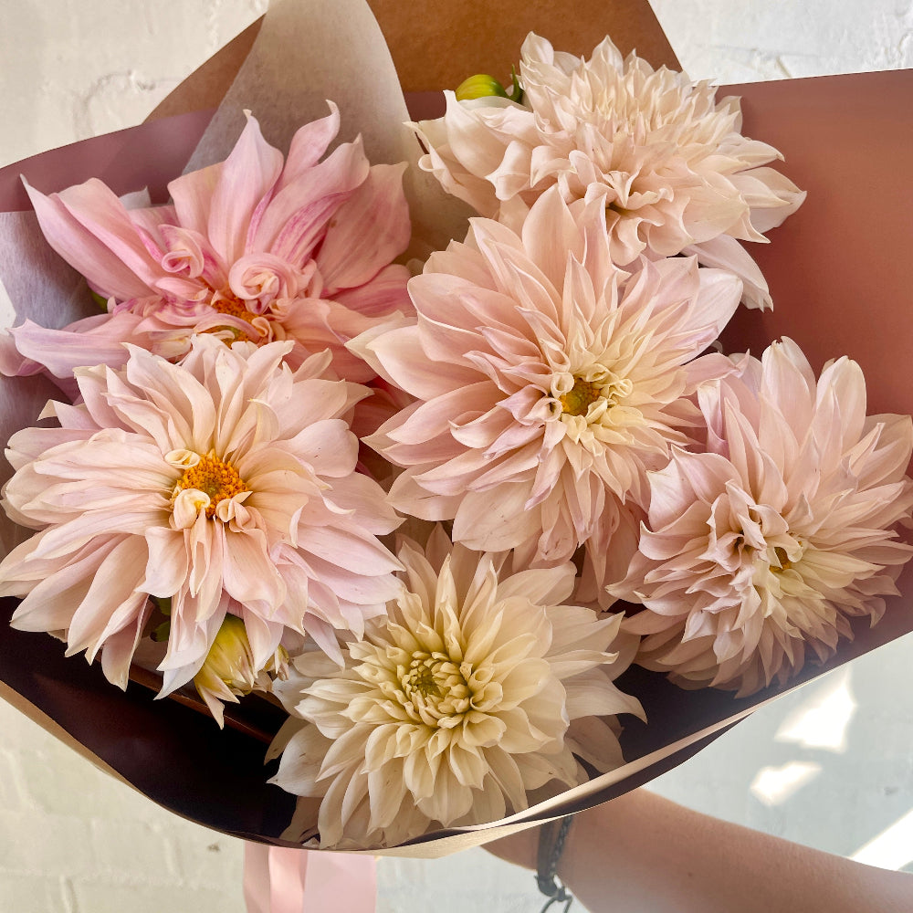 fluffy pink dahlias