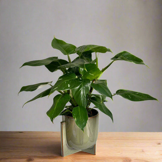 Indoor pot plant.