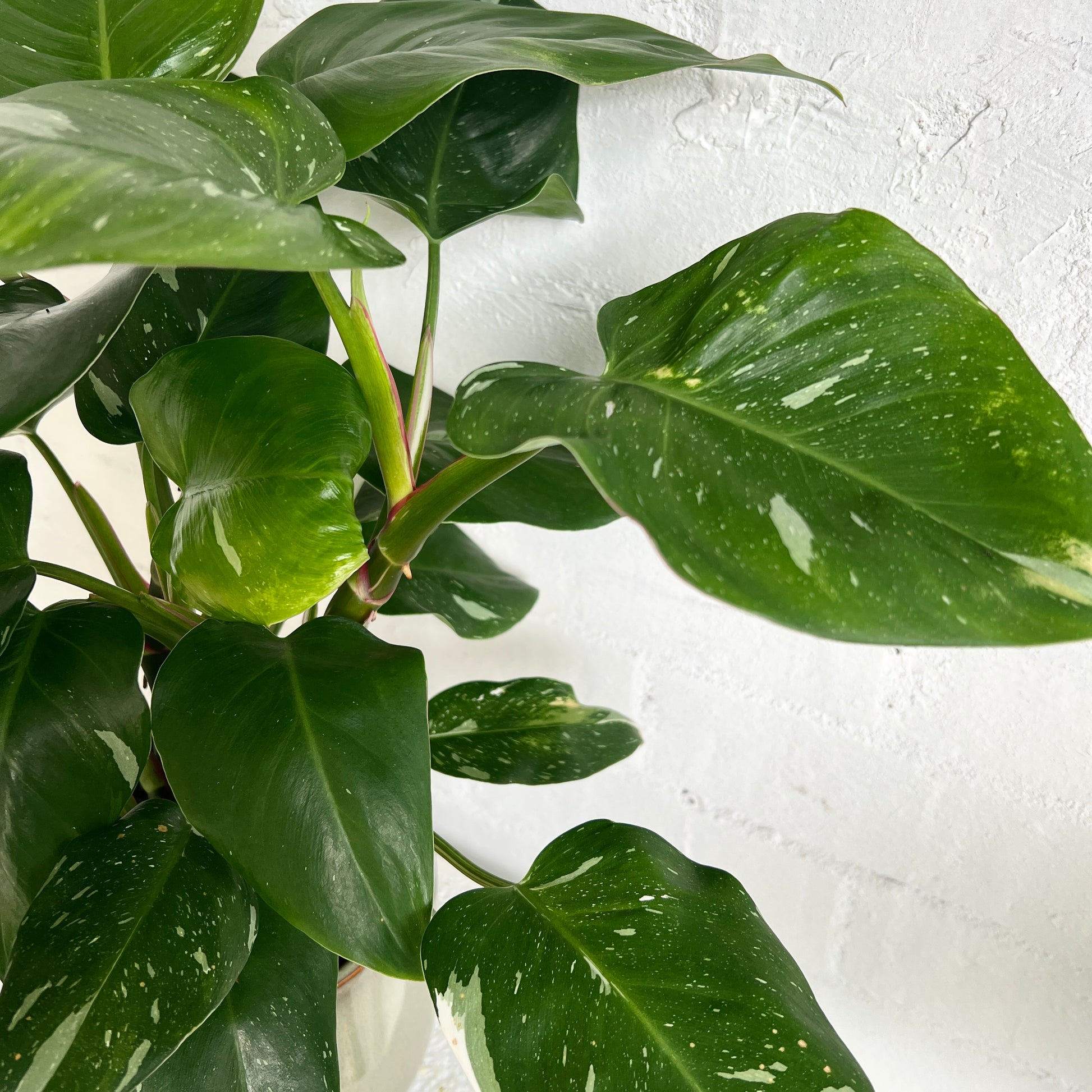 Close up of the potted varigated leaf, philodendron