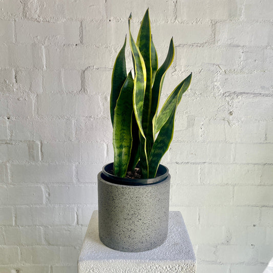 Snake Plant  in grey ceramic pot