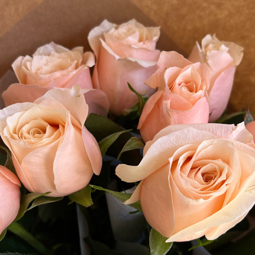 blush roses