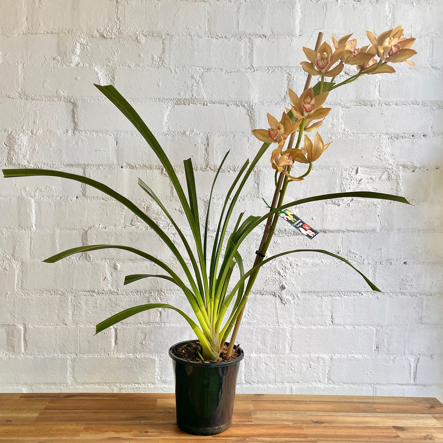 Cymbidium Orchid Pot Plant