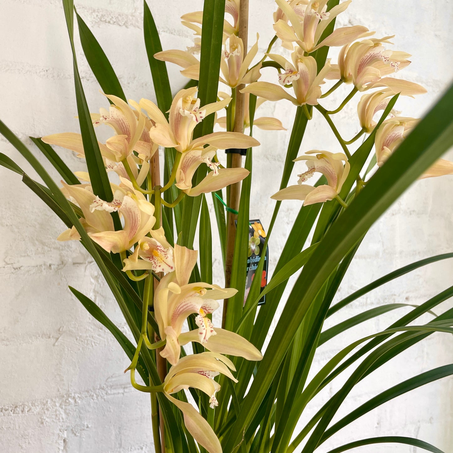 Cymbidium Orchid Pot Plant