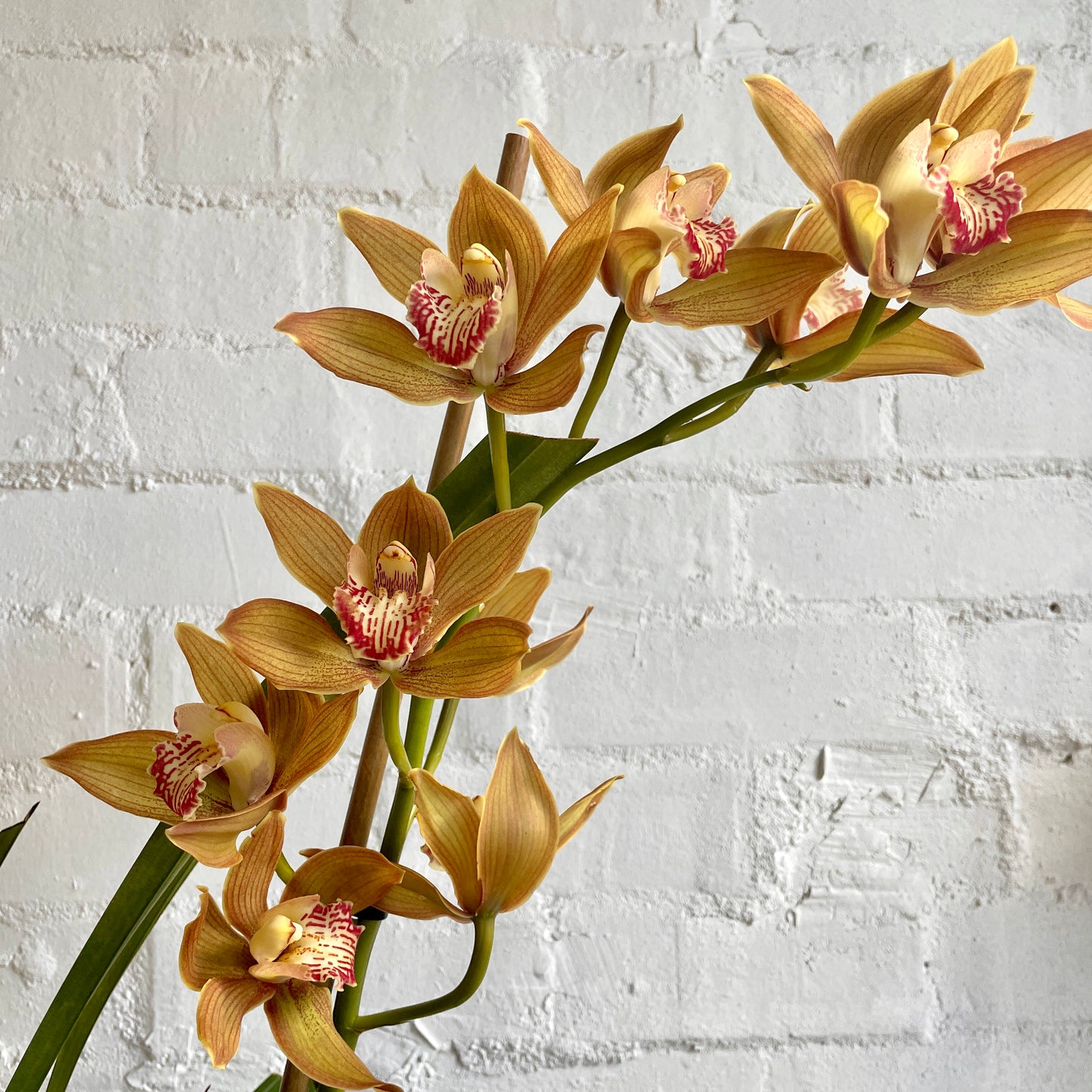 Cymbidium Orchid Pot Plant