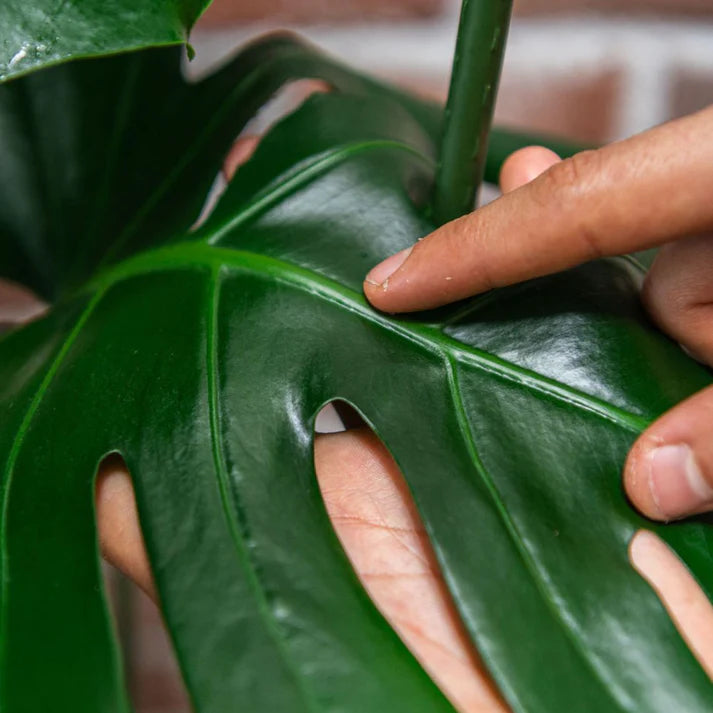 Shiny leaf