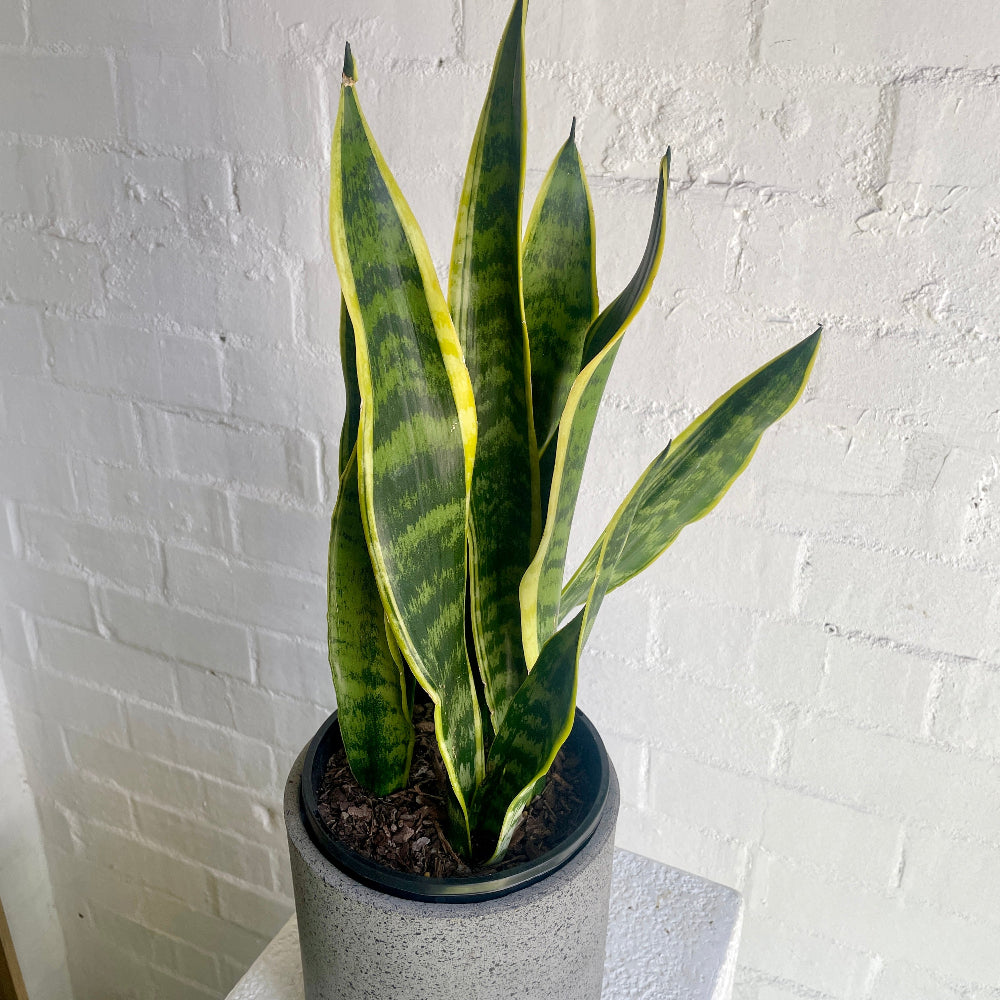 Sansevieria in grey ceramic pot
