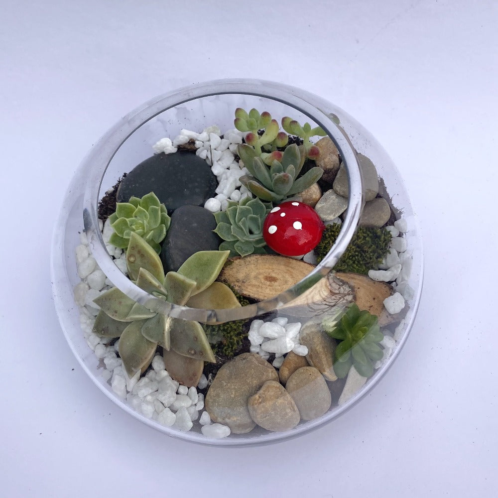 terrarium in a 15cm fish bowl with succulents