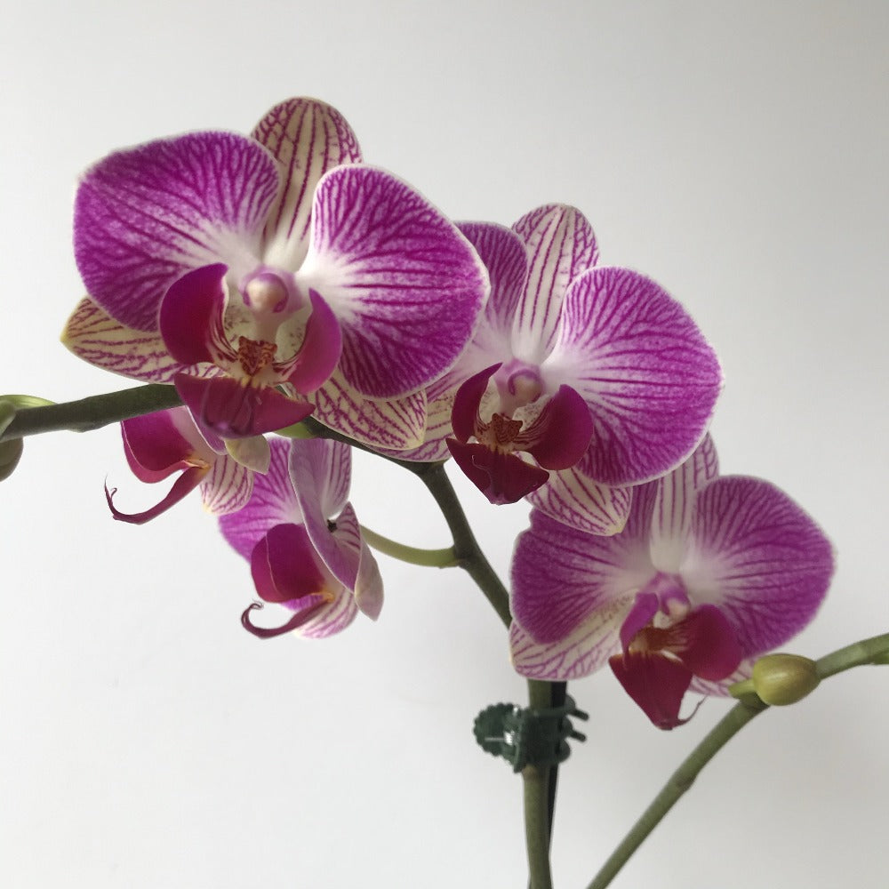 Small Phalenopsis Orchid house plant