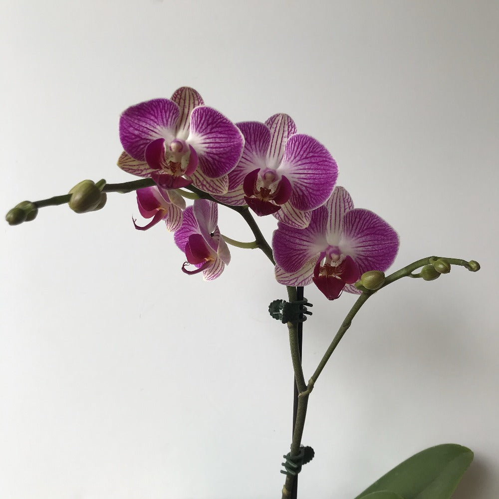 Small Phalenopsis Orchid house plant