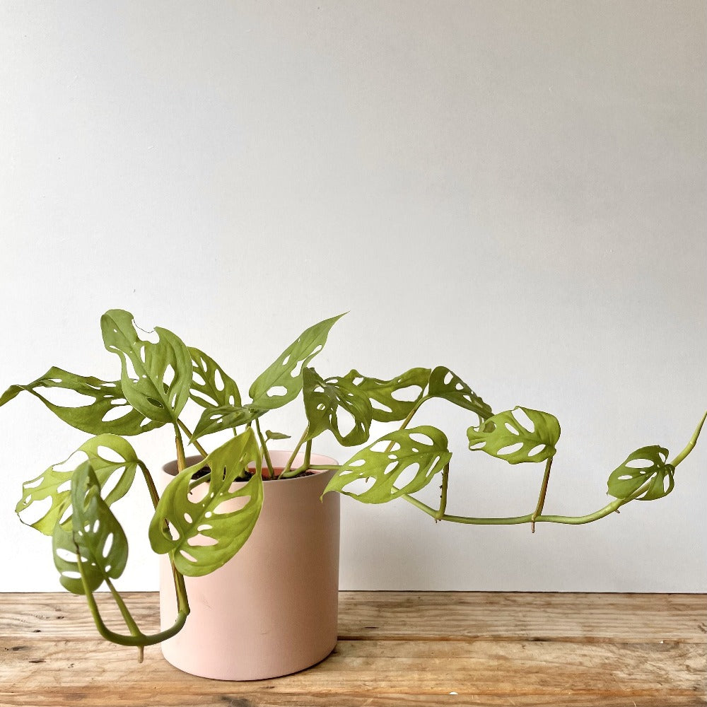 trailing monstera house plant
