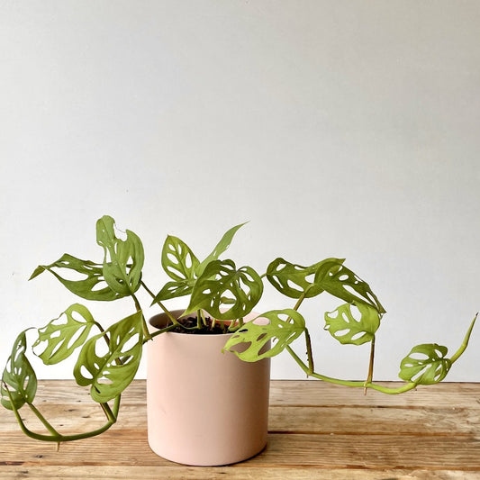trailing monstera house plant