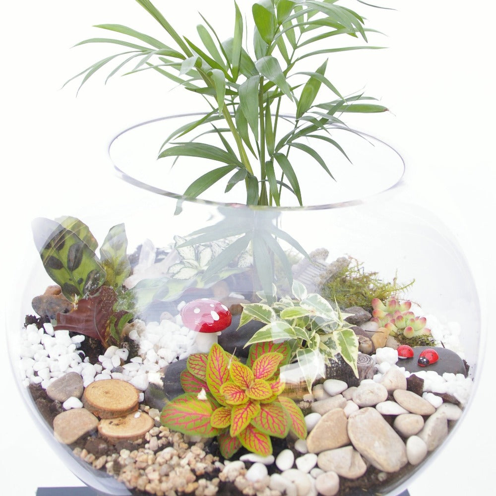 25cm terrarium with various plants