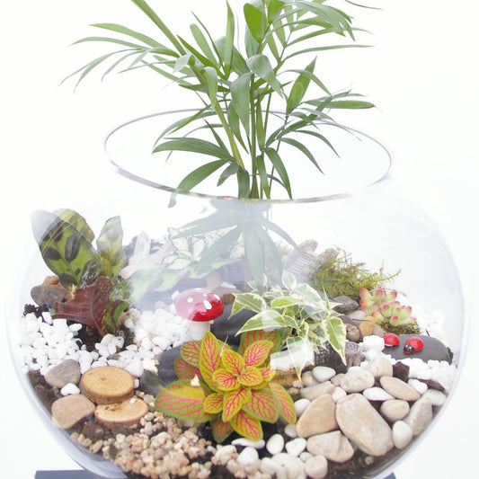 25cm terrarium with various plants