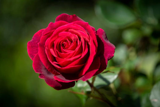 Single red rose