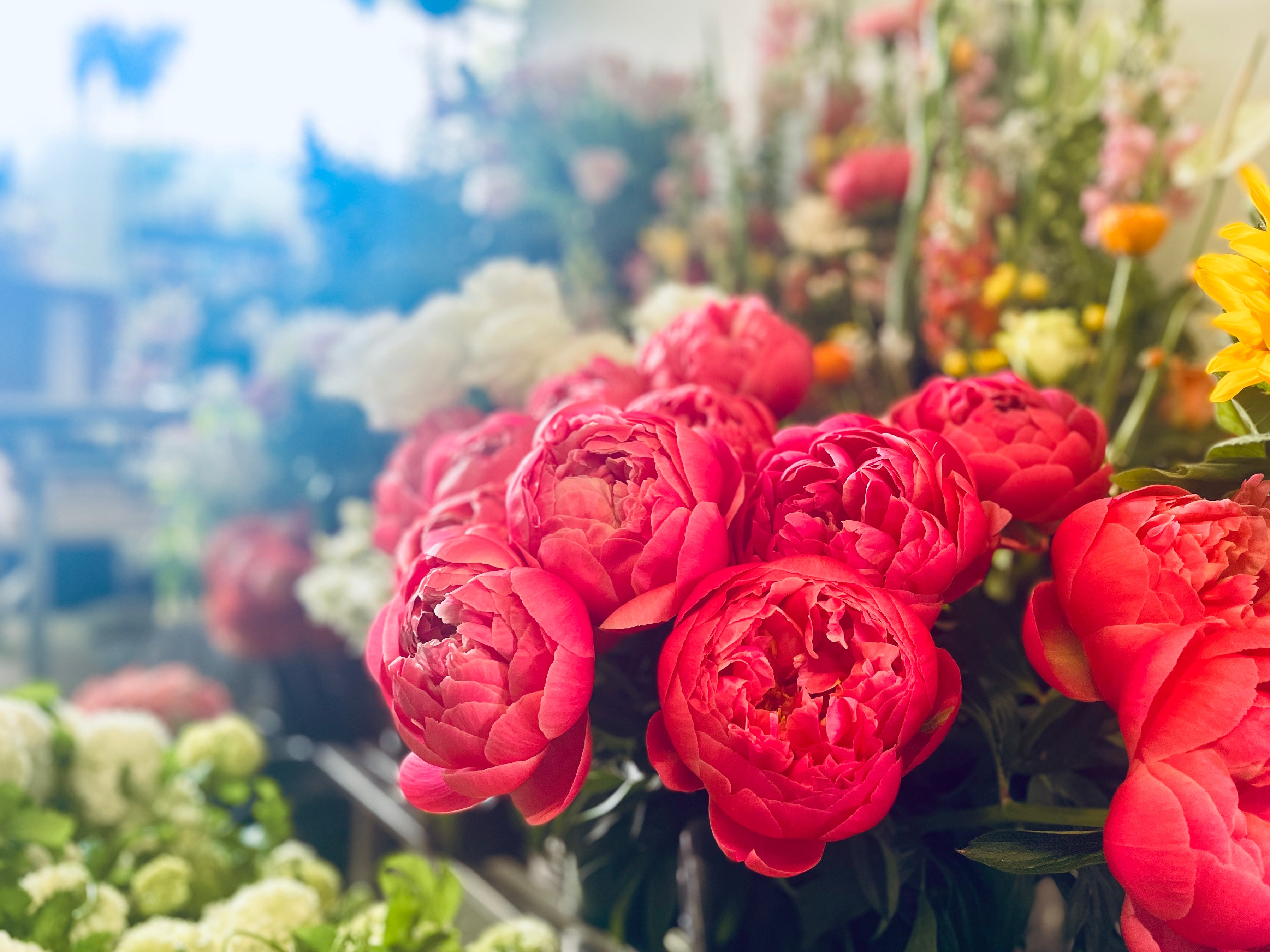 Roses in a flower shop display