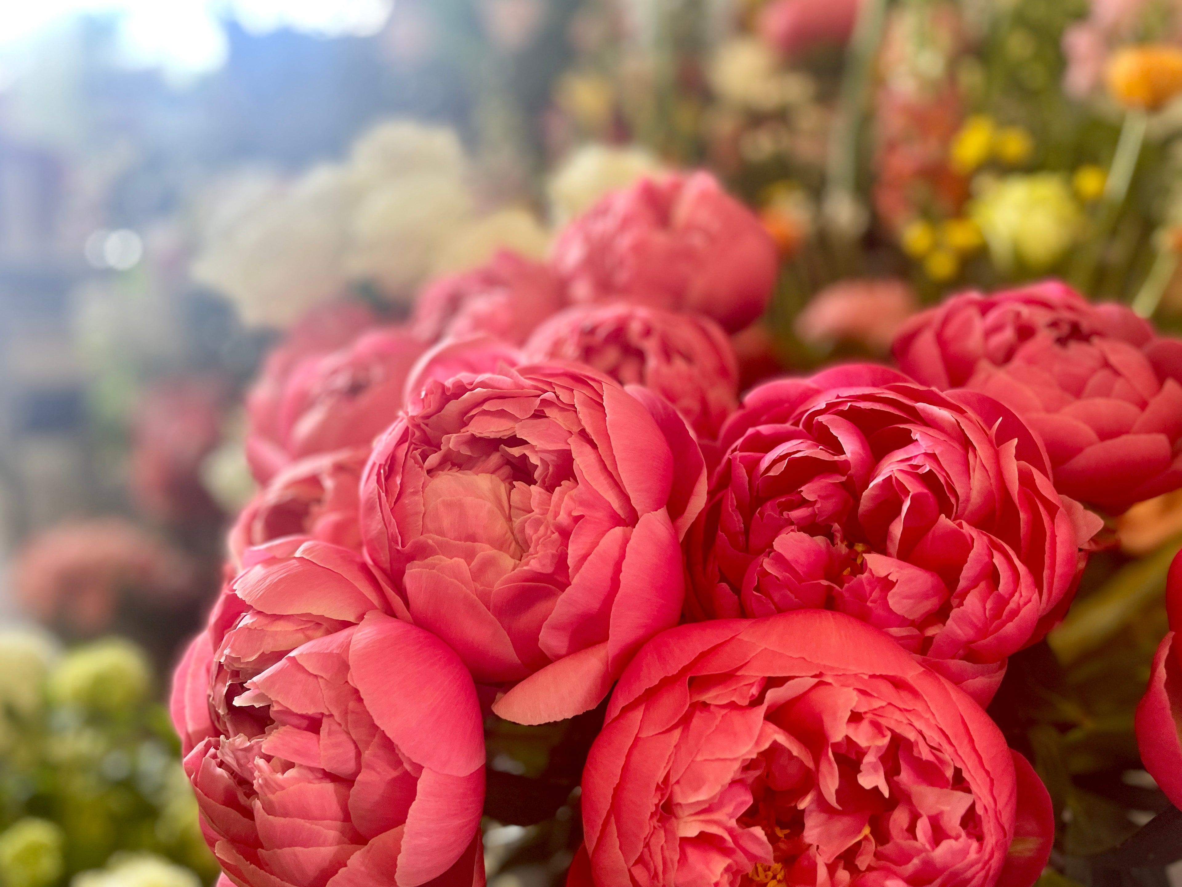 peony flowers in a florist shop