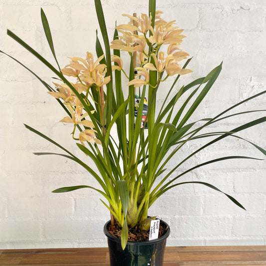 Cymbidium Orchid Pot Plant