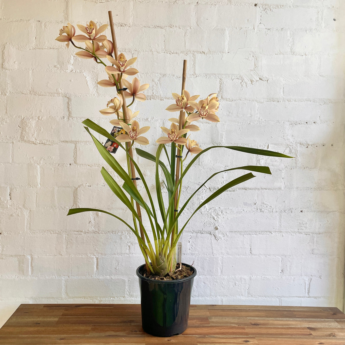 Cymbidium Orchid Pot Plant