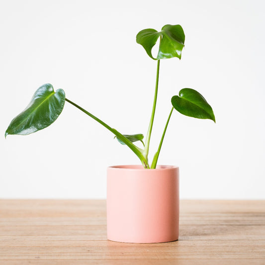 potted mini monstera house plant