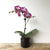 Small Phalenopsis Orchid house plant