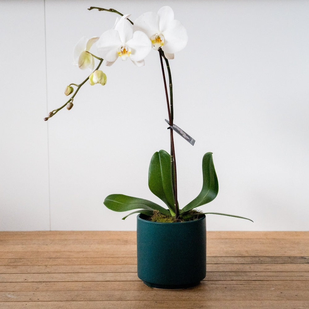 Phalenopsis Orchid Pot
