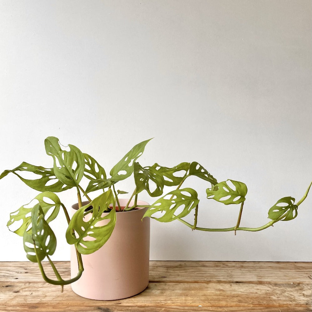 trailing monstera house plant
