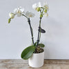 White mini phalenopsis plant