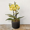 Small Phalenopsis Orchid house plant