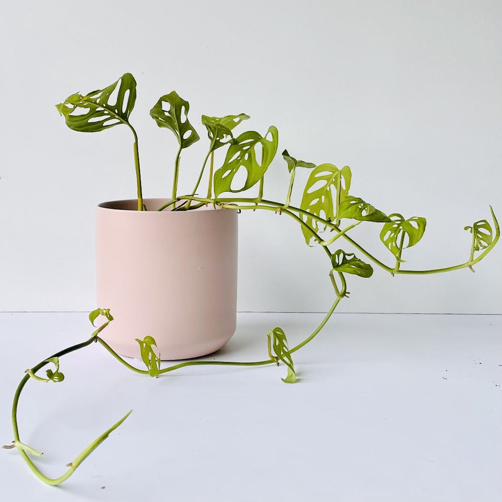 trailing monstera house plant