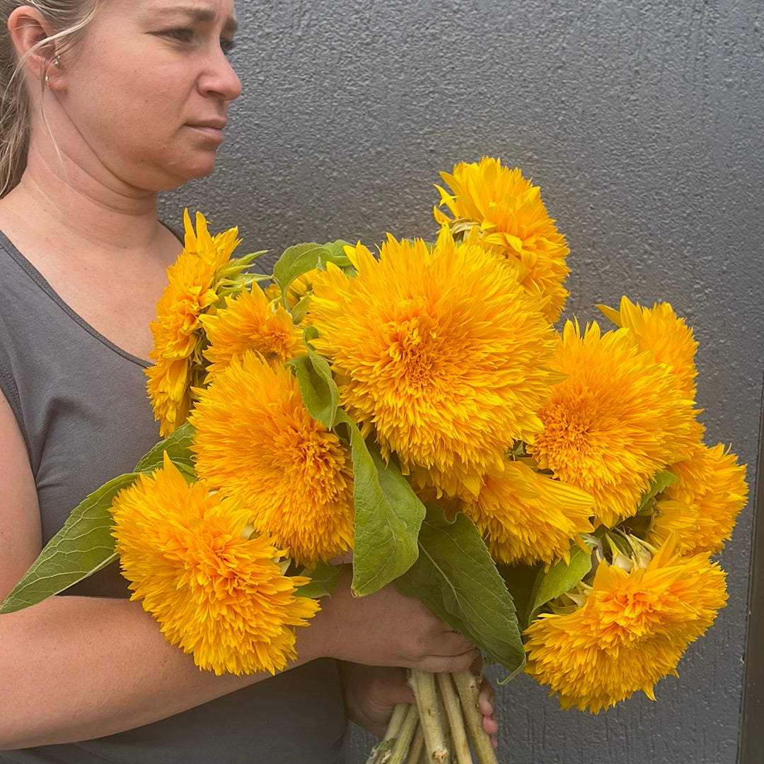 fluffy Sunflower bunches